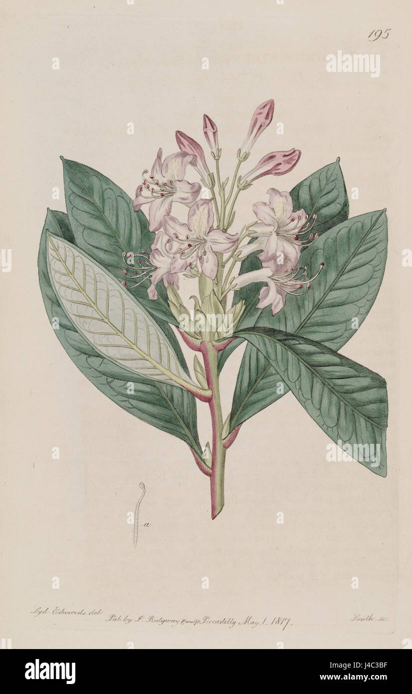 Rhododendron hybridum Banque D'Images