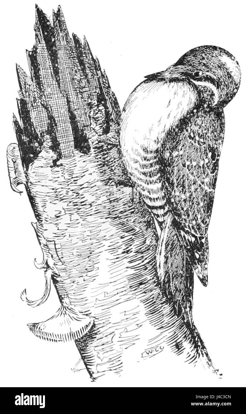 PSM V53 D358 Trois pic tridactyle Banque D'Images