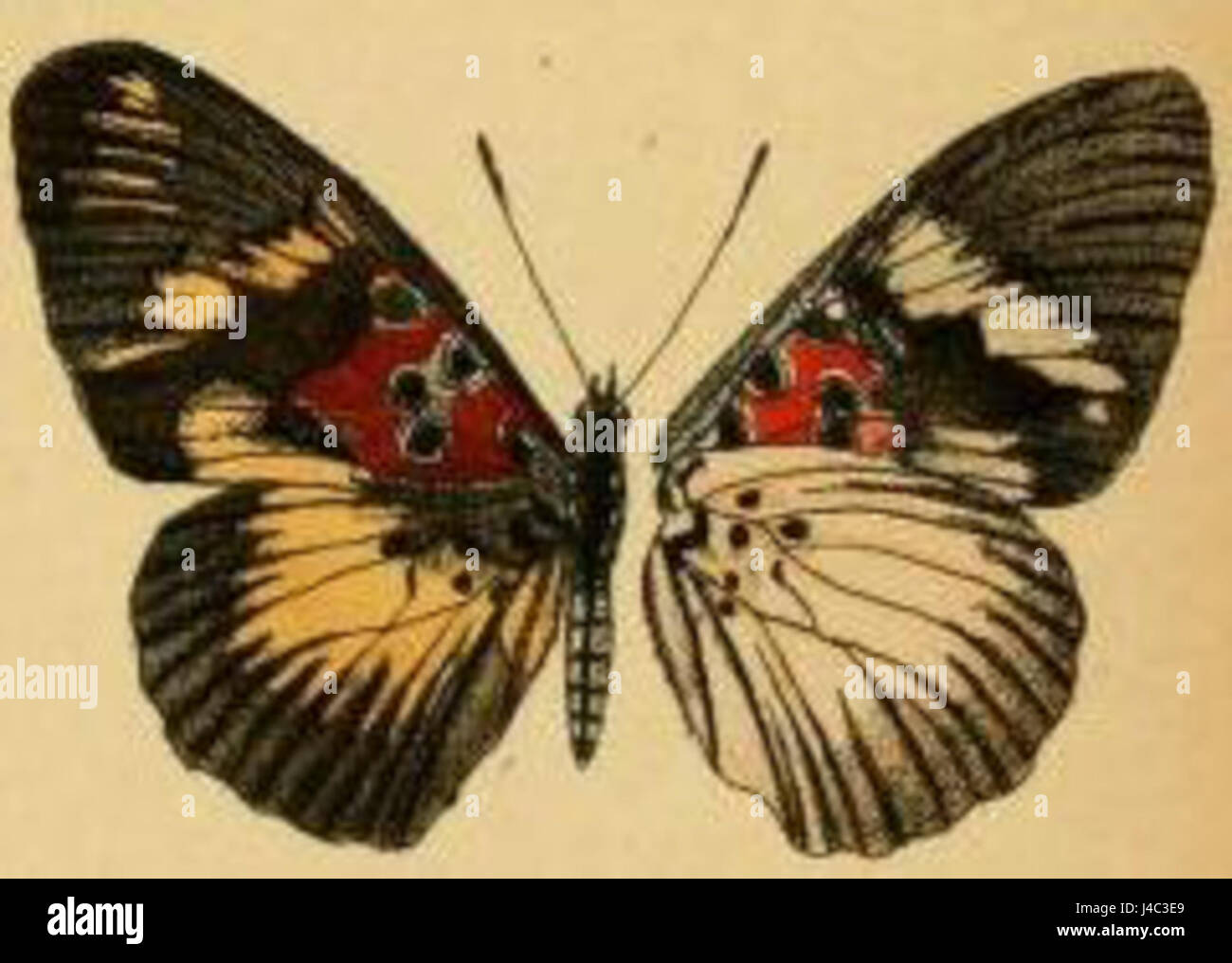 Pseudacraea dolomena, également connu sous le nom de coster fauve, est une espèce de papillon que l'on trouve dans certaines parties de l'Afrique et de l'Asie. Il est reconnu pour ses ailes à motifs orange et noir distinctifs. Banque D'Images