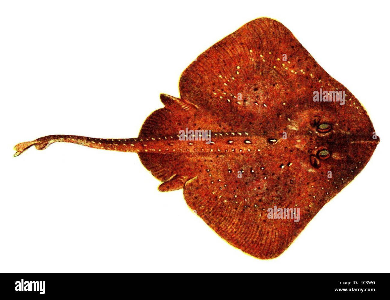 Raja clavata (Pieni) Banque D'Images