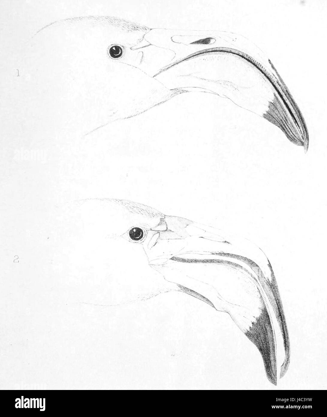 Cette illustration de 1869 représente la tête de Phoenicopterus roseus, communément appelé le grand flamant rose. Il met en valeur les caractéristiques distinctes de l'espèce, telles que son long cou, sa coloration rose et son bec courbé, typiques des flamants roses du genre Phoenicopterus. Banque D'Images