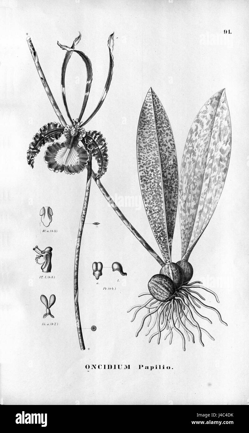 Psychopsis papilio, anciennement connu sous le nom d'Oncidium papilio, est une espèce d'orchidée connue pour ses fleurs distinctives ressemblant à des papillons. Cette image met l'accent sur l'aspect unique de la fleur et ses caractéristiques botaniques. Banque D'Images