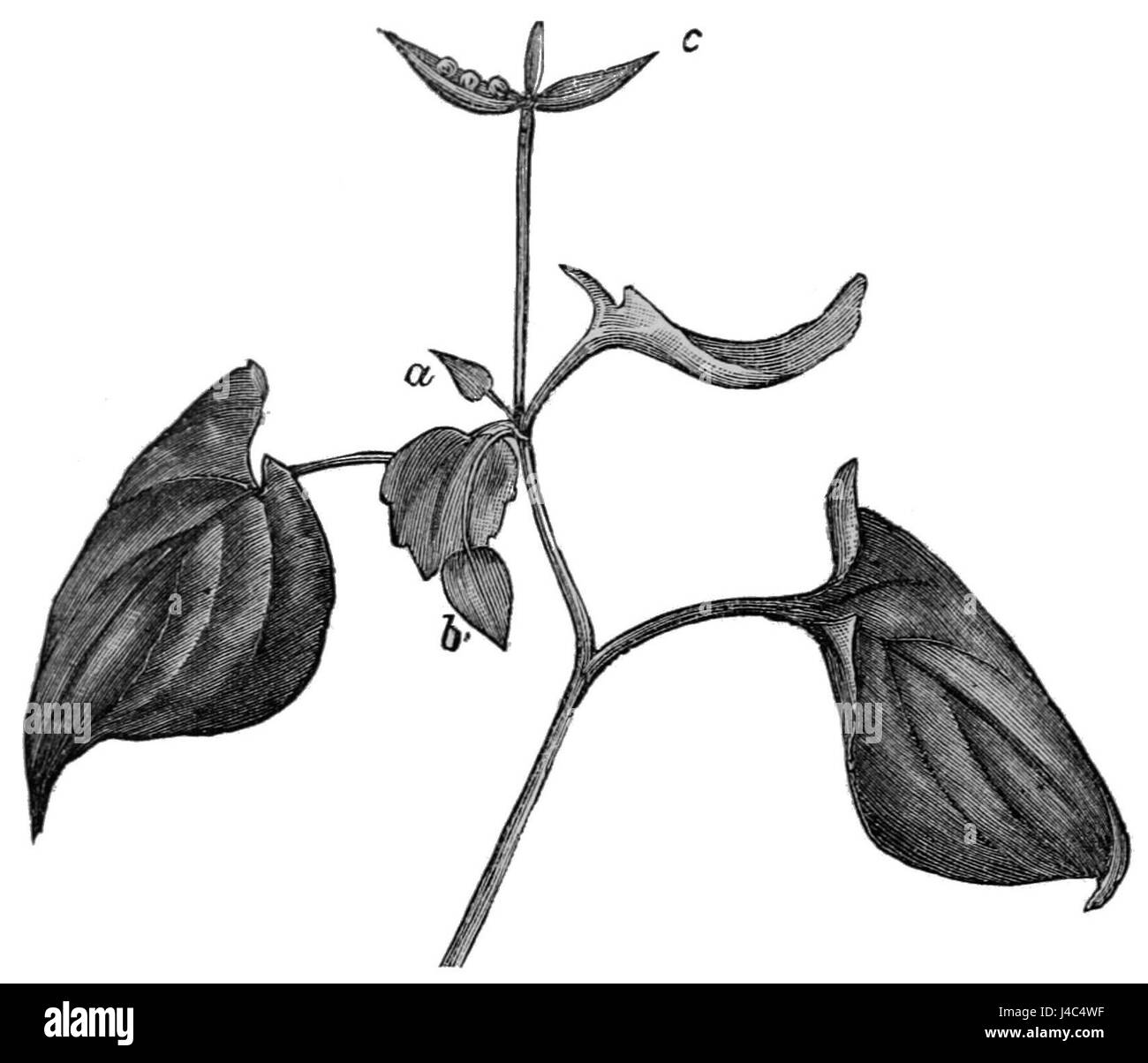 PSM V19 D174 Viola canina Banque D'Images