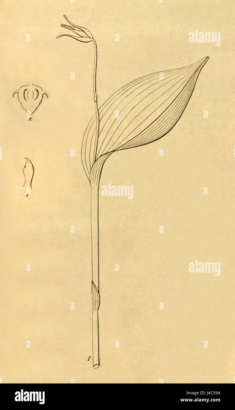 Cette illustration botanique de la publication Xenia de 1858 présente le Pleurothallis gratiosa, une espèce d'orchidée. L'image montre la représentation scientifique détaillée de la plante. Banque D'Images