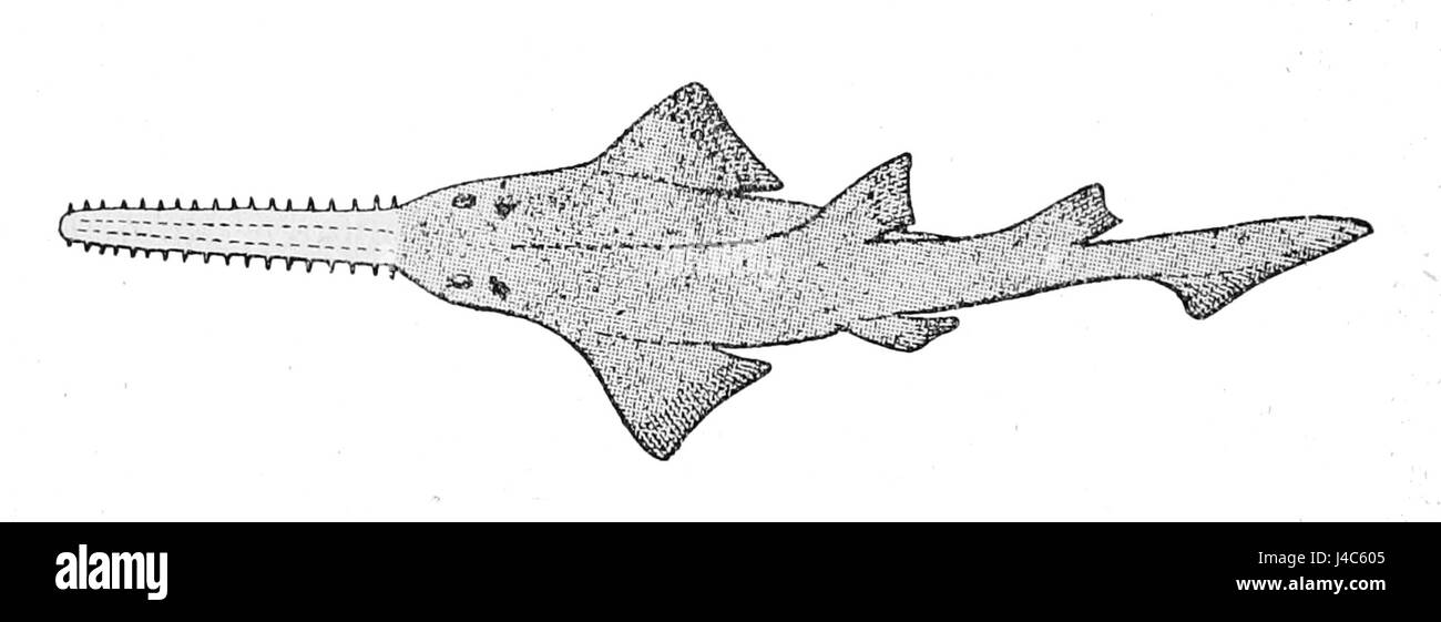 Pristis perotteti, communément appelé le poisson guitarre géant, est une espèce de poisson à nageoires rayonnées que l'on trouve dans les eaux côtières peu profondes. Il est remarquable pour son grand corps en forme de guitare et est souvent étudié en biologie marine. Banque D'Images