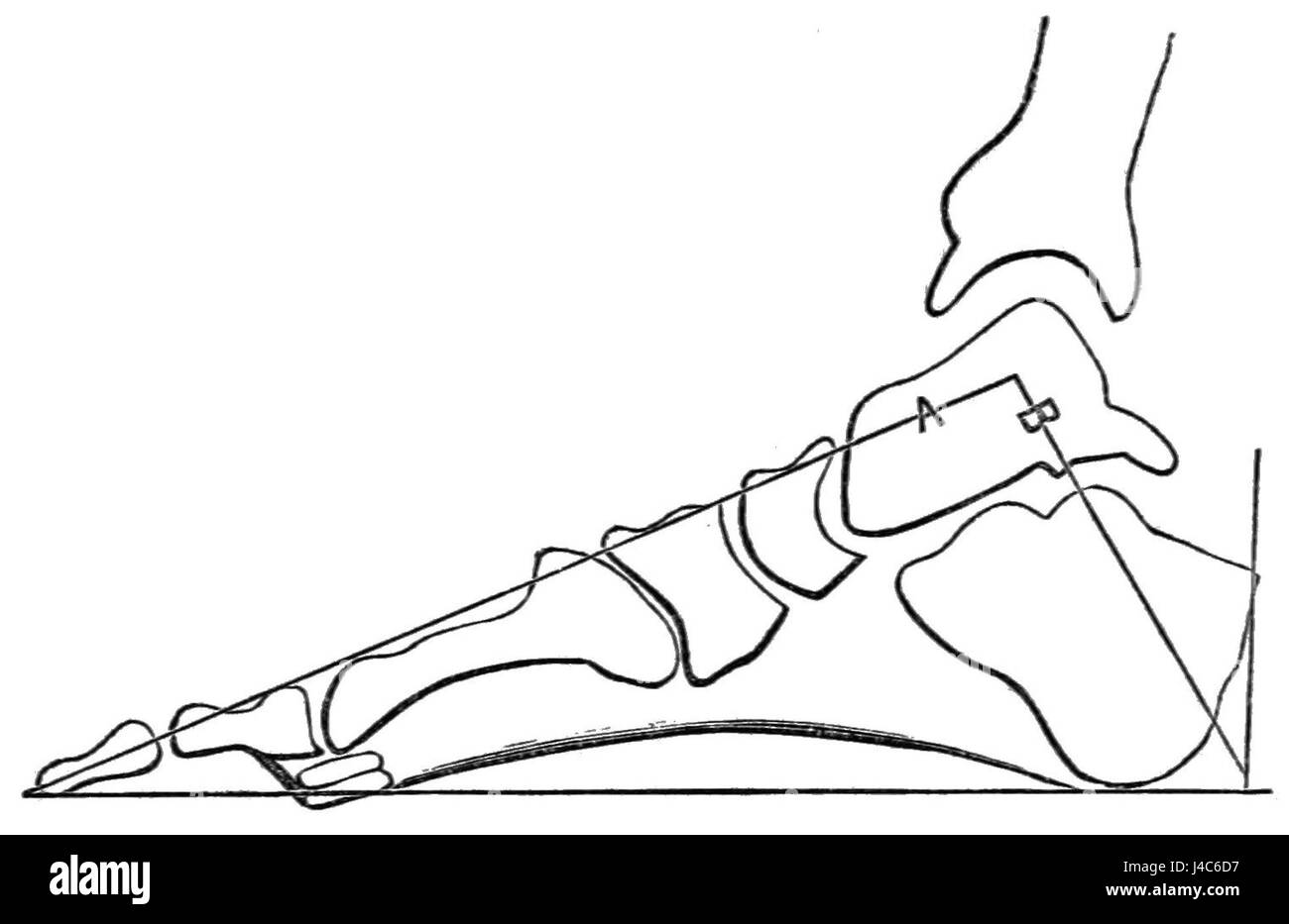 Cette image illustre le positionnement correct du pied sur le sol, probablement dans le cadre d'un guide pédagogique sur la posture, la marche ou la mécanique du pied. Banque D'Images