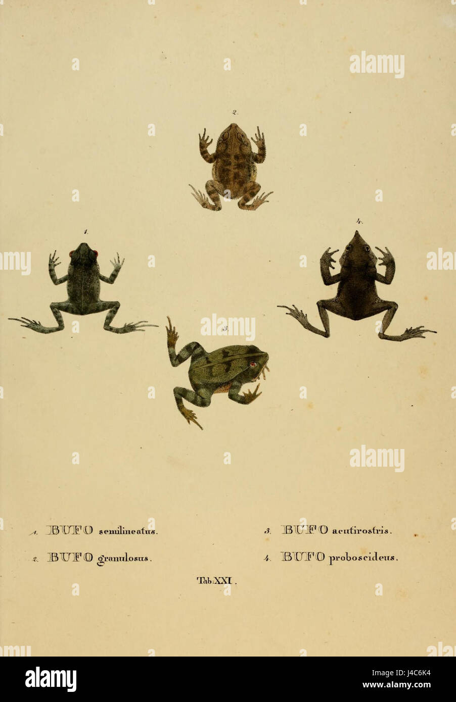 Ranae Tab. XXI Banque D'Images