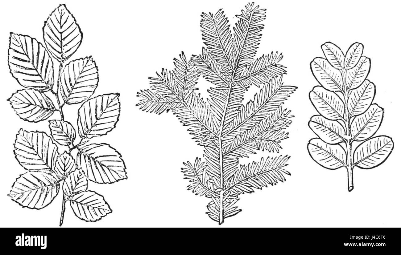 Cette image représente un arrangement naturel des feuilles conçu pour encourager la croissance, soulignant le rôle des plantes dans la promotion de la santé environnementale et de la durabilité. Banque D'Images