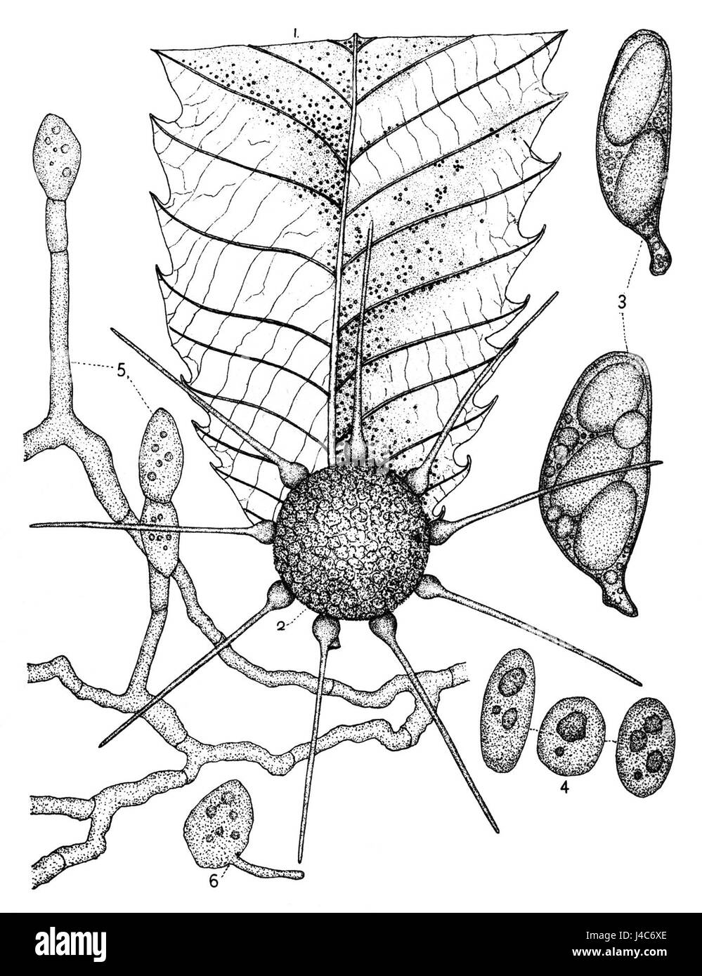 Phyllactinia guttata 1890 Banque D'Images