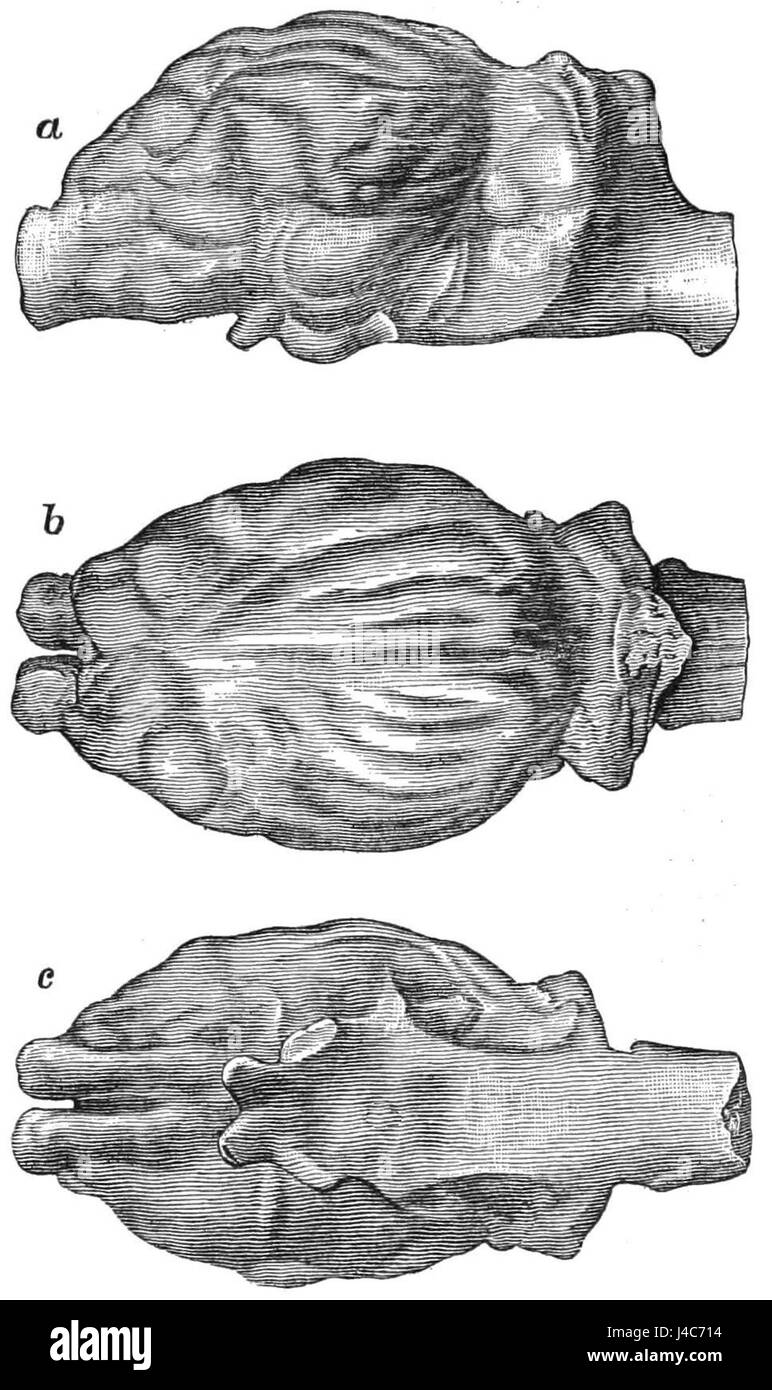 Illustration scientifique tirée du Popular Science Monthly, volume 27, représentant le moulage de la cavité cérébrale de Procamelus occidentalis. Banque D'Images