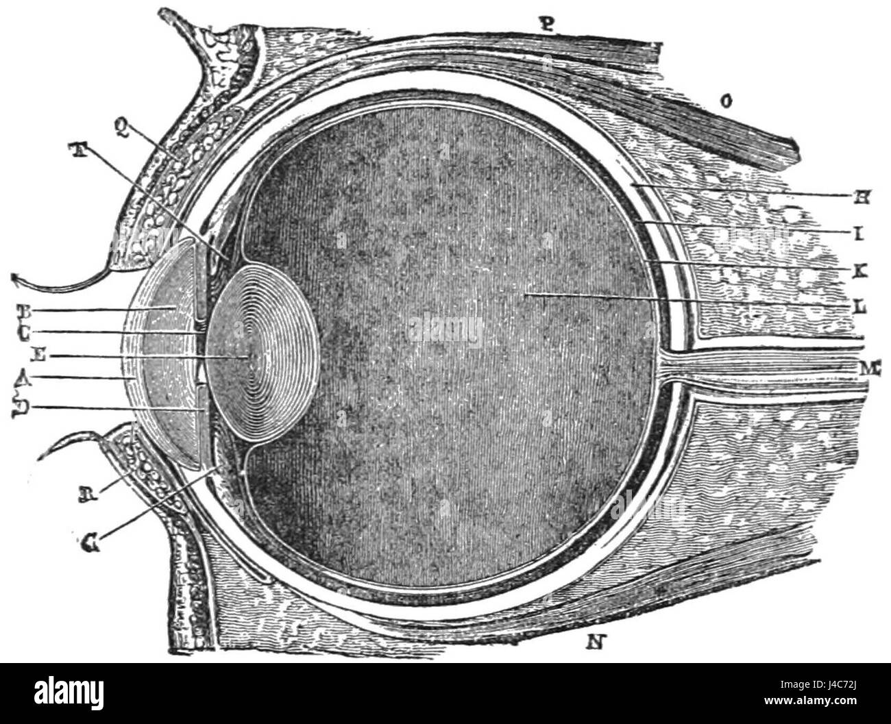 Cette illustration, de PSM V28, représente une coupe verticale détaillée de l'œil humain, mettant en valeur sa structure anatomique et divers composants essentiels à la vision. Banque D'Images