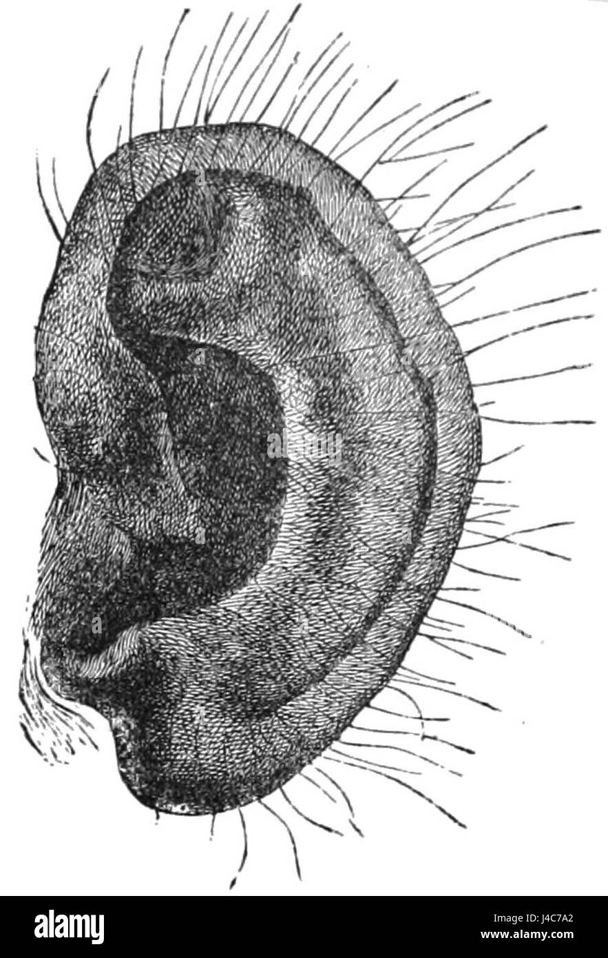 Cette illustration de PSM V28 D767 montre une vue détaillée de l'oreille d'un chimpanzé, mettant en évidence ses caractéristiques anatomiques et sa structure. L'image sert de représentation scientifique de l'anatomie des primates. Banque D'Images