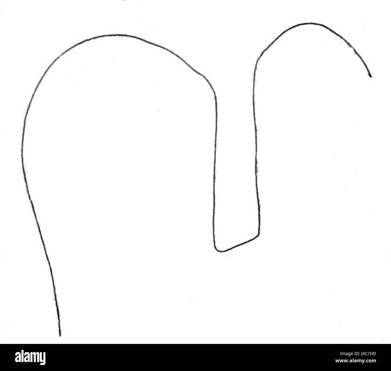 Cette image du Popular Science Monthly (PSM) volume 41, page 508a, illustre la position anatomique normale du pied humain, mettant en évidence l'alignement naturel des os et des articulations. Banque D'Images