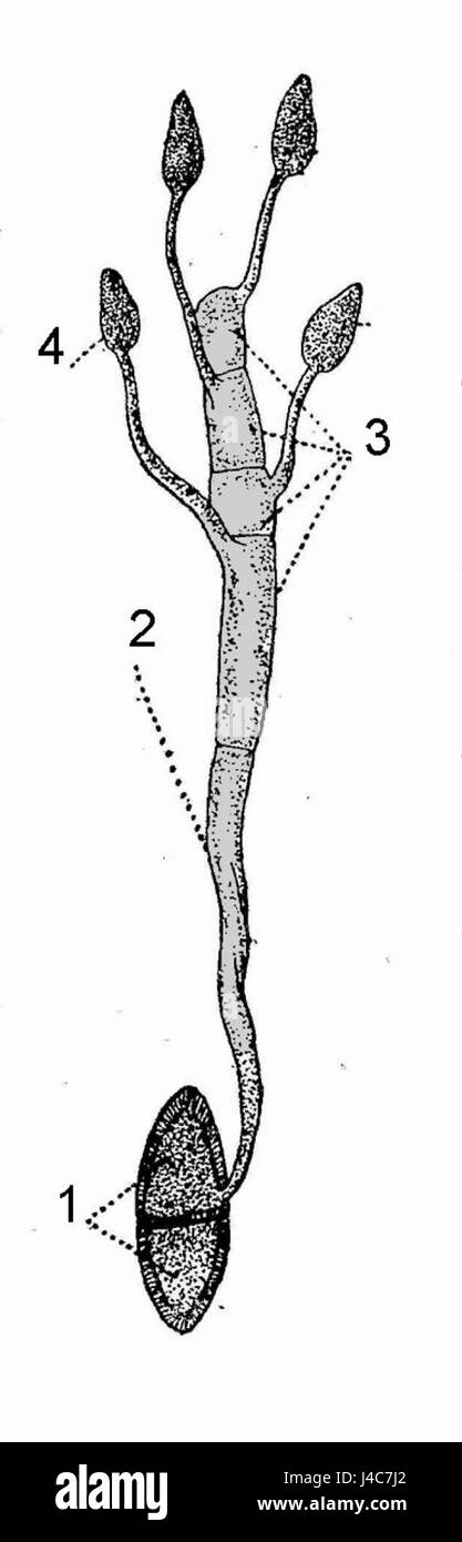 Promycelium est un stade précoce du cycle de vie de Puccinia, un genre de champignons de la rouille. Cette étape est importante pour la propagation et l'infection des plantes, car les champignons Puccinia sont connus pour causer des maladies des cultures. Banque D'Images