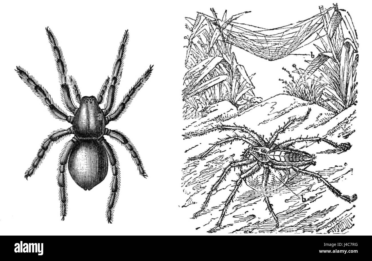 PSM V33 D811 le loup et l'araignée de chasse Banque D'Images
