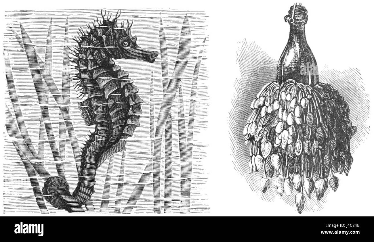 Cette image montre un hippocampe et des bernacles d'oie attachés à une bouteille. L'hippocampe est représenté dans sa pose naturelle, tandis que les bernacles sont clairement visibles le long de la surface du bottleâ€™s. Les hippocampes sont des poissons marins, et les bernacles d'oie sont des crustacés connus pour s'attacher à des surfaces comme les rochers, les navires et les bouteilles. Banque D'Images