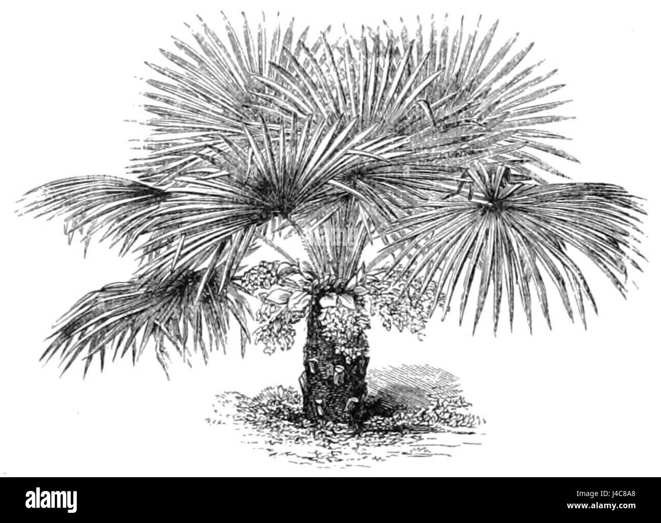 Chamaerops excelsa, également connu sous le nom de palmier européen, est une espèce de palmier originaire de la région méditerranéenne. Il se caractérise par ses feuilles en éventail et se trouve couramment dans les jardins et les paysages. Banque D'Images