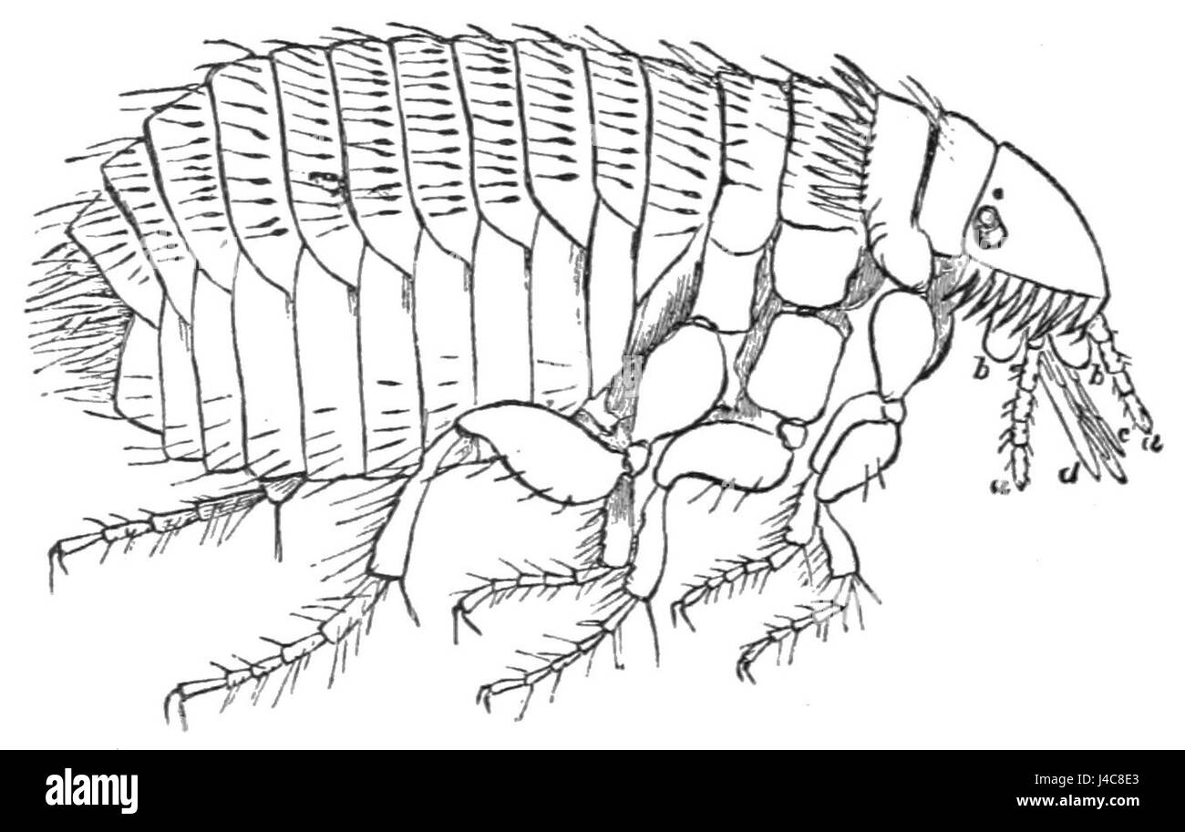 Cette illustration tirée du magazine Popular Science Monthly (Vol. 37, D356) représente une puce, montrant sa structure anatomique et peut-être son importance en science, en particulier en ce qui concerne la lutte antiparasitaire ou la biologie. Banque D'Images
