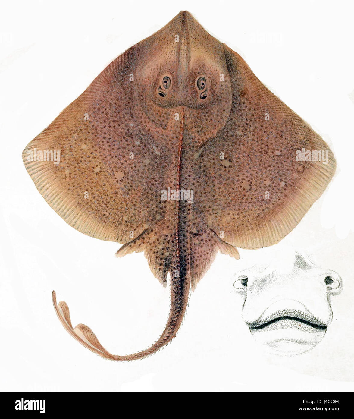 Raja asterias 1838 Banque D'Images