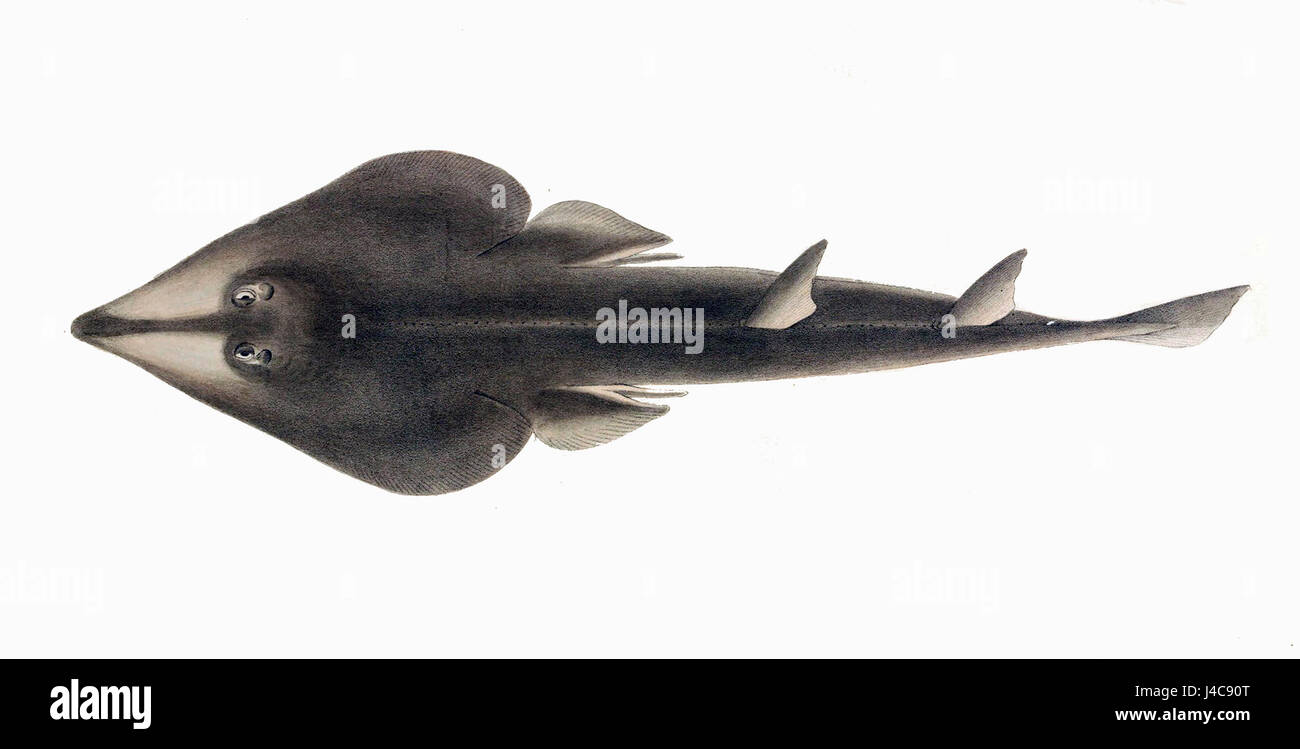 Rhinobatos schlegelii, également connu sous le nom de poisson guitarre de Schlegel, est une espèce de poisson à nageoires rayonnées que l'on trouve dans les eaux côtières. Cette espèce est connue pour sa forme de corps unique, qui ressemble à une guitare, et son habitat dans la région Indo-Pacifique. Banque D'Images