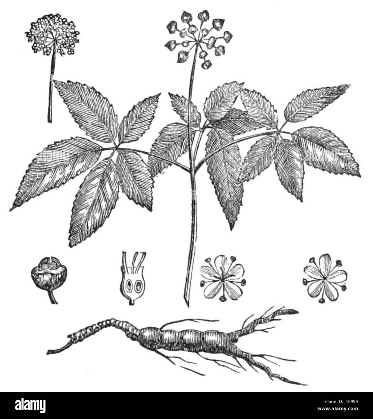 Cette image de Popular Science Monthly présente un regard détaillé sur le ginseng, explorant ses propriétés médicinales et son importance dans les pratiques historiques et contemporaines de phytothérapie. Banque D'Images