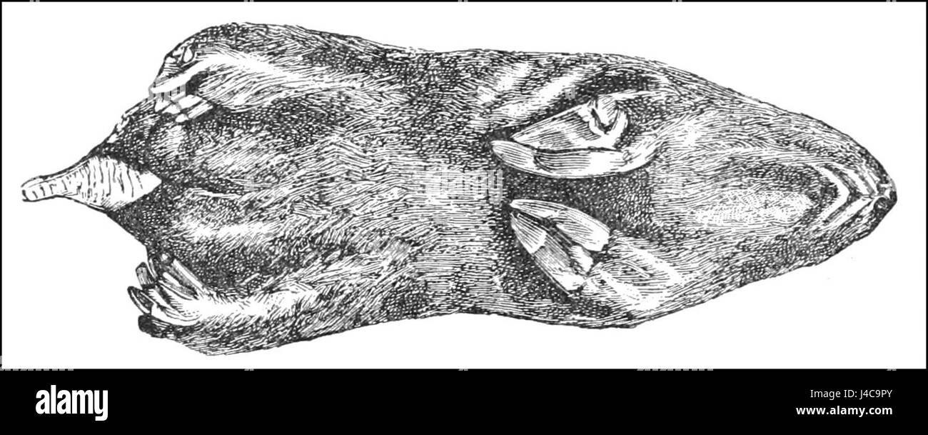 Ce titre fait référence à une illustration scientifique montrant la face inférieure d'un notoryctes, un genre de mammifères marsupiaux originaires d'Australie, mettant en évidence ses caractéristiques uniques et son anatomie. Banque D'Images