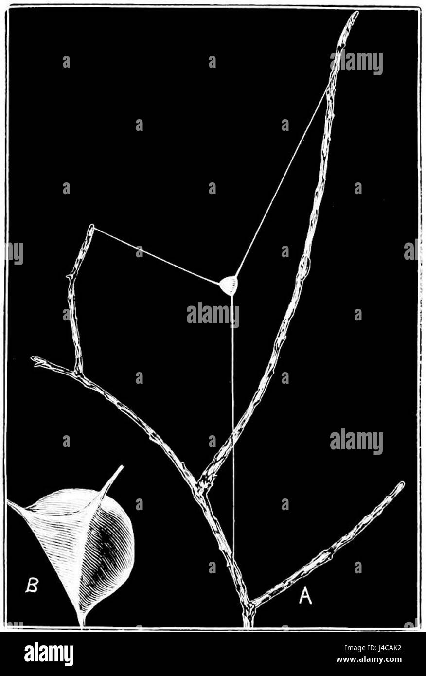 PSM V06 D664 cocon supposé de l'araignée triangle Banque D'Images
