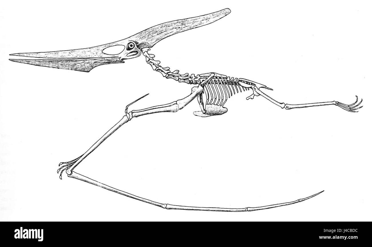 Eaton 1910 reconstruction Pteranodon Banque D'Images