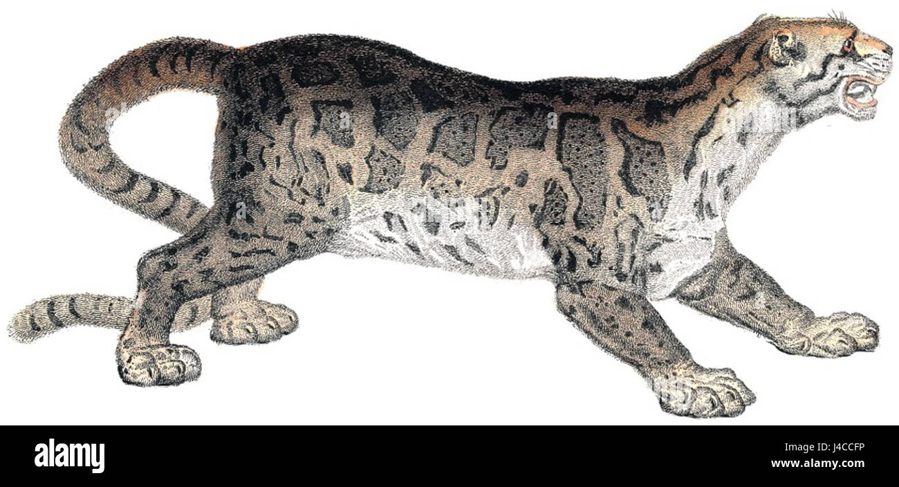Une représentation détaillée du Pl9 rimau dahan, une espèce appartenant à la famille des chats, sur fond blanc. Connu pour ses caractéristiques distinctives et son aspect élégant, il est souvent représenté dans les études d'art et de nature. Banque D'Images