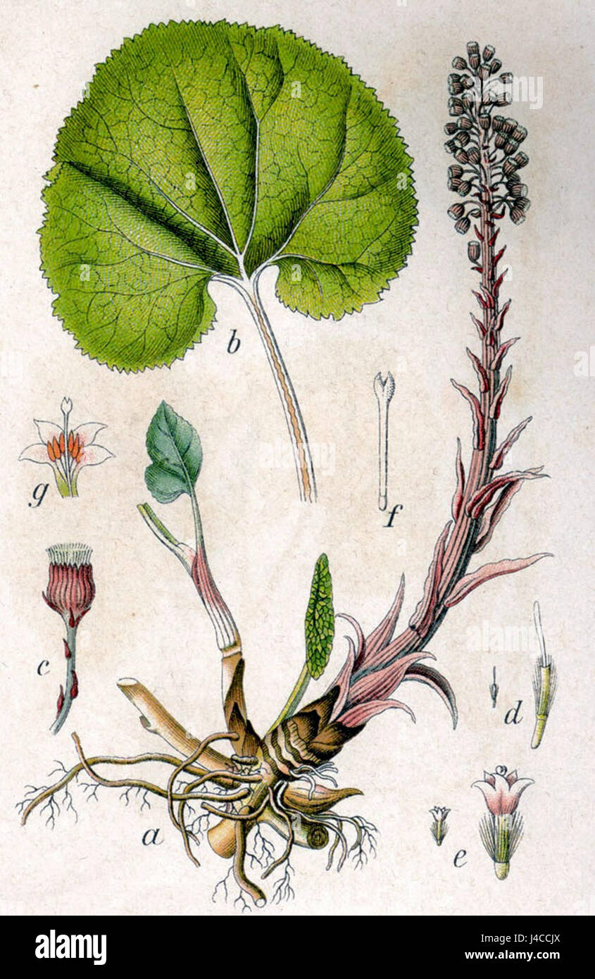 Petasites hybridus, communément connu sous le nom de butterbur, est une espèce végétale utilisée en médecine traditionnelle pour diverses affections. La référence à 'Sturm53 2' indique probablement une étude botanique ou une classification. Banque D'Images Petasites hybridus, communément connu sous le nom de butterbur, est une espèce végétale utilisée en médecine traditionnelle pour diverses affections. La référence à 'Sturm53 2' indique probablement une étude botanique ou une classification. Banque D'Images
