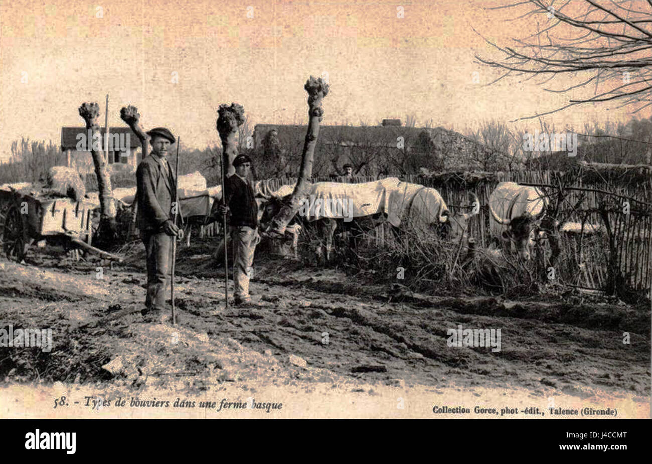 Cette image illustre les pratiques agropastorales en Rhune, en se concentrant sur la race Bouvier. La région est connue pour son intégration de l'agriculture et de la pastorale, mettant l'accent sur le rôle de l'élevage dans les économies locales. Banque D'Images
