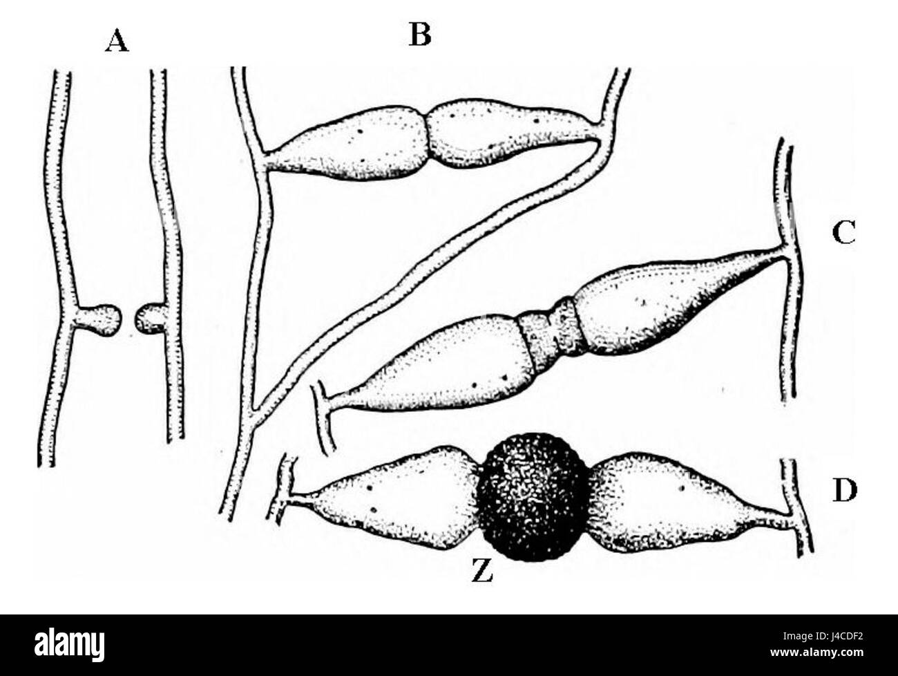 Zygospore Rhizopus Banque D'Images