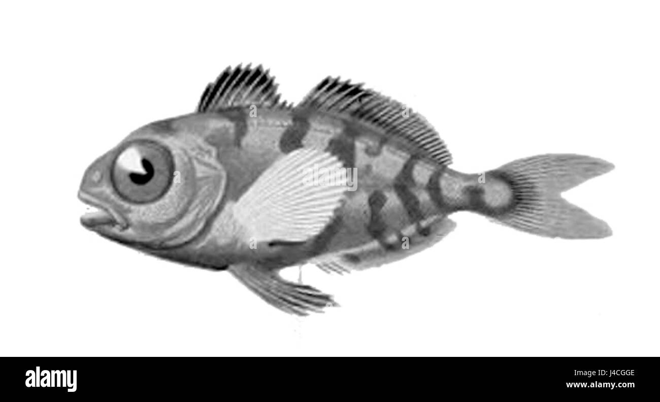 Psenes maculatus1 Banque D'Images