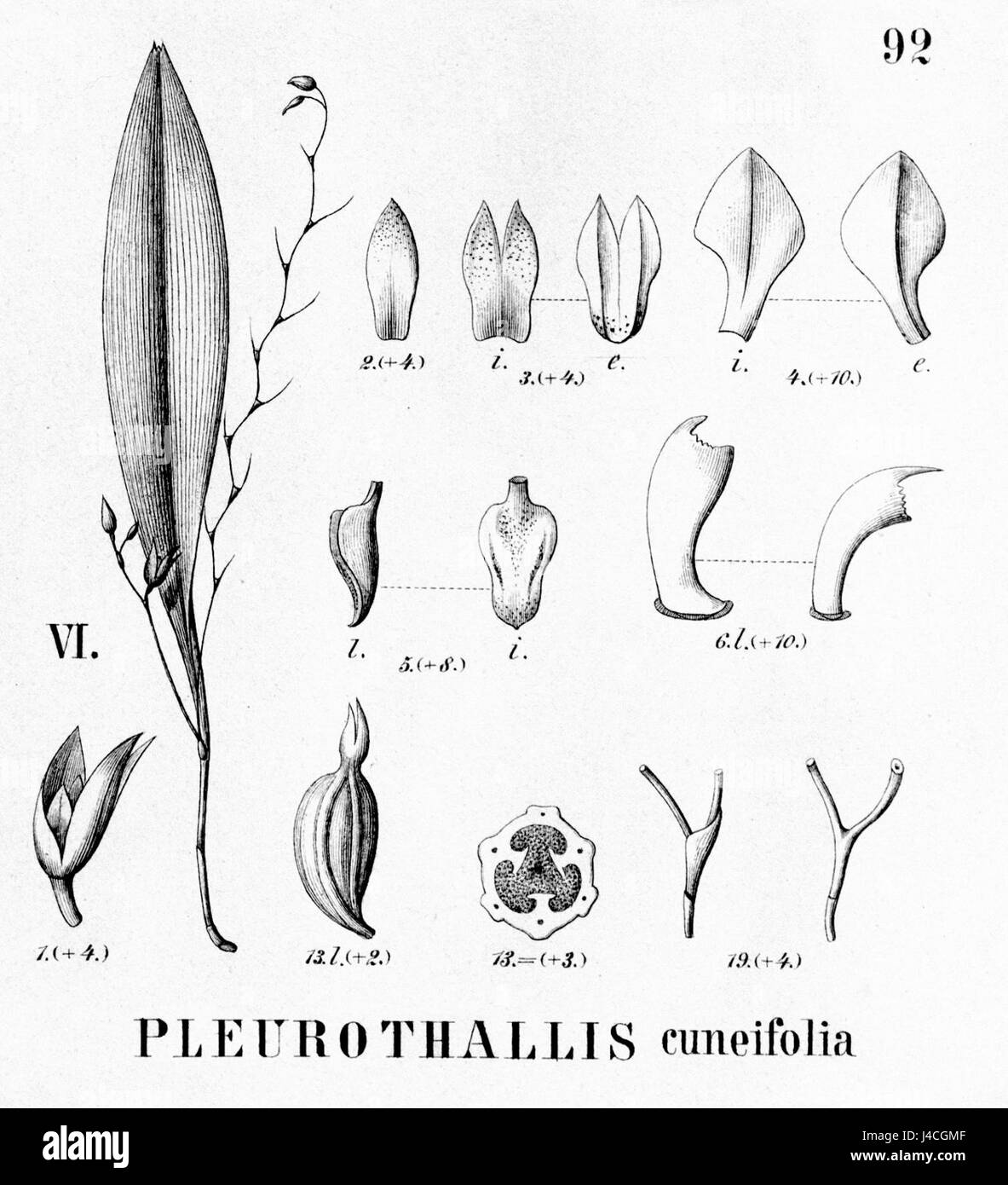 La découpe de *Pleurothallis cuneifolia*, représentée à la figure VI de *Flora brasiliensis* (volume 3, partie 4), illustre cette espèce d'orchidée originaire du Brésil. L'image détaillée met en évidence la structure unique de la plante et son placement dans la famille des orchidées. Banque D'Images