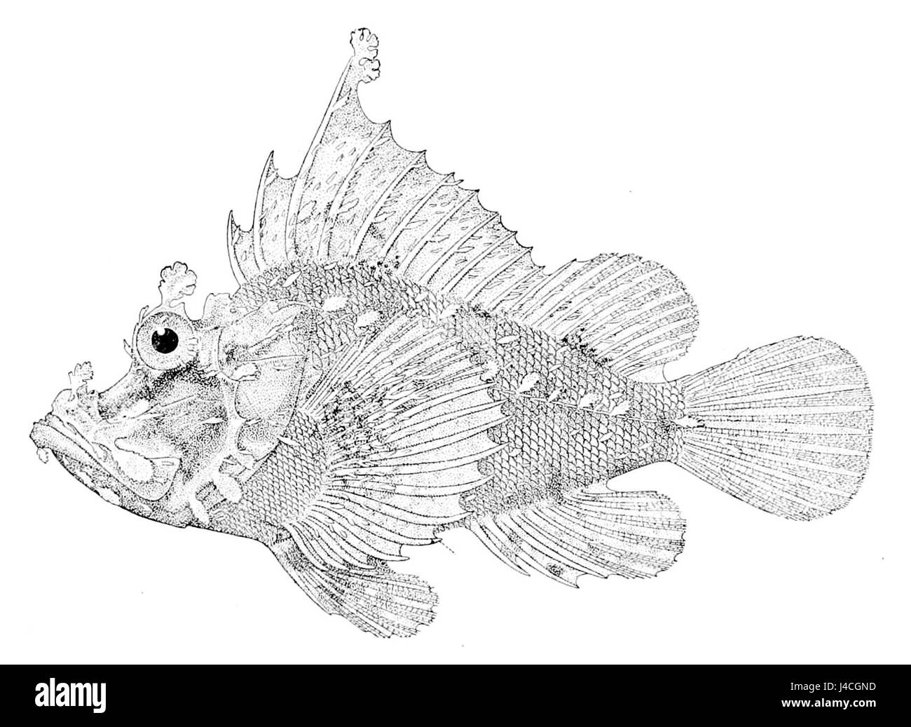 Rhinopias xenops Banque D'Images