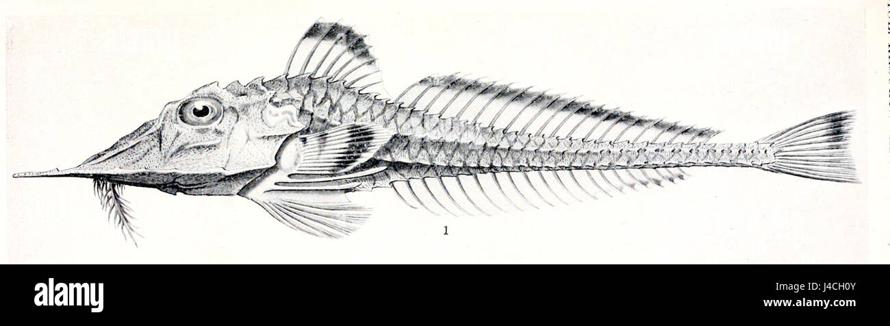 Peristedion picturatum est une espèce de poisson appartenant à la famille des Platycephalidae. Il est connu pour son aspect distinctif, avec un corps aplati et de grandes nageoires pectorales. L’espèce se trouve dans diverses régions, principalement dans la zone Indo-Pacifique, et présente un intérêt pour les ichtyologues qui étudient la biodiversité marine. Banque D'Images