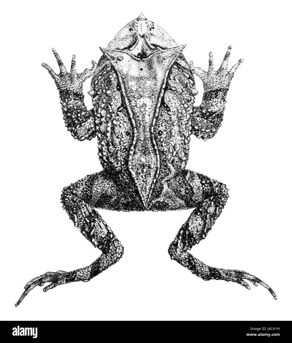 Proceratophrys appendiculata (2) Banque D'Images