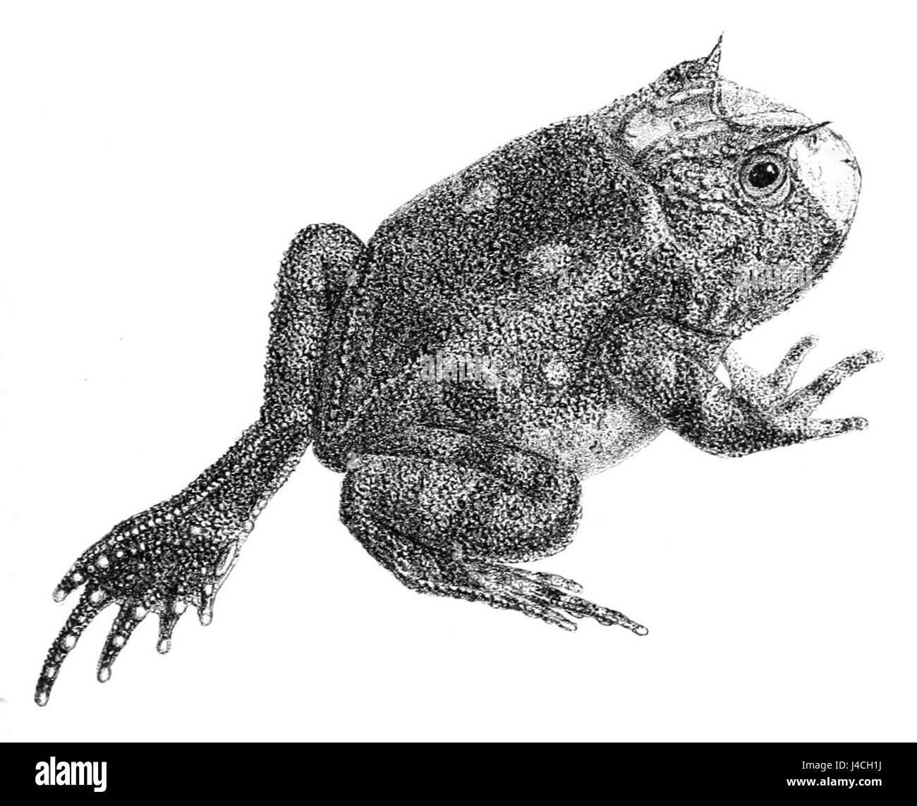 *Proceratophrys boiei*, ou grenouille de Boie, est une espèce d'amphibien originaire du Brésil. Connue pour son aspect distinctif et ses préférences en matière d’habitat, elle contribue à l’équilibre écologique des régions où elle vit. Banque D'Images