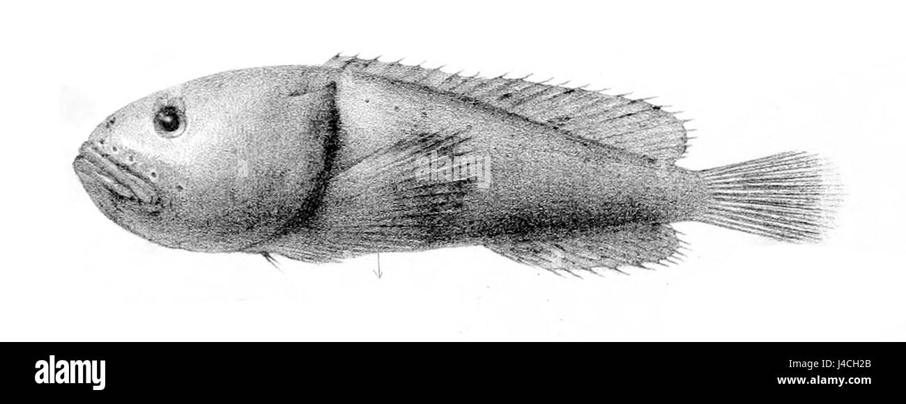 Psychrolutes inermis est une espèce de poisson, connue pour son apparence distincte et son habitat dans les environnements de haute mer. Il est souvent appelé le poisson-blobfish en raison de sa texture et de son aspect gélatineux uniques. Banque D'Images