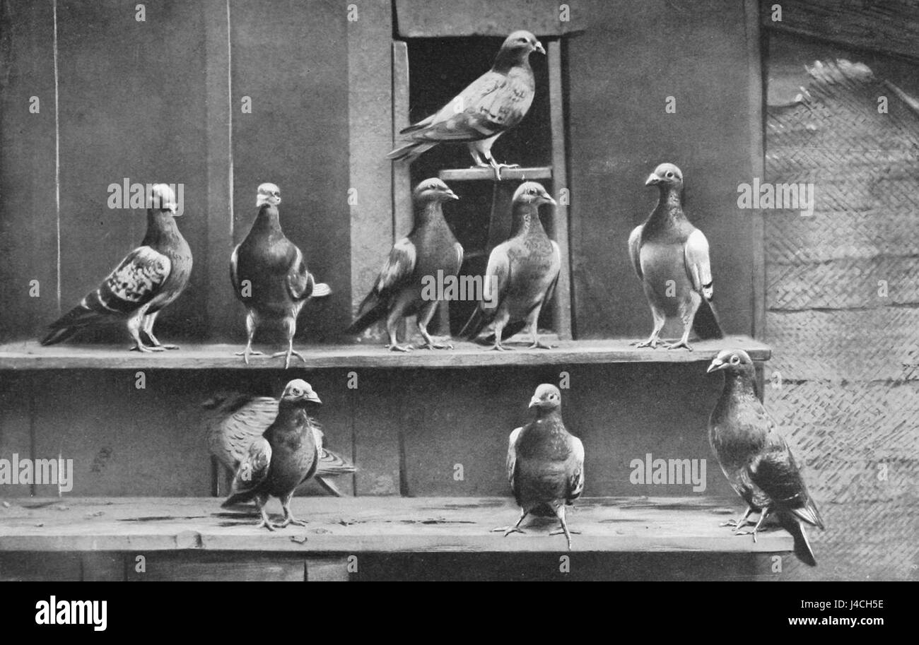 Les pigeons voyageurs Banque D'Images