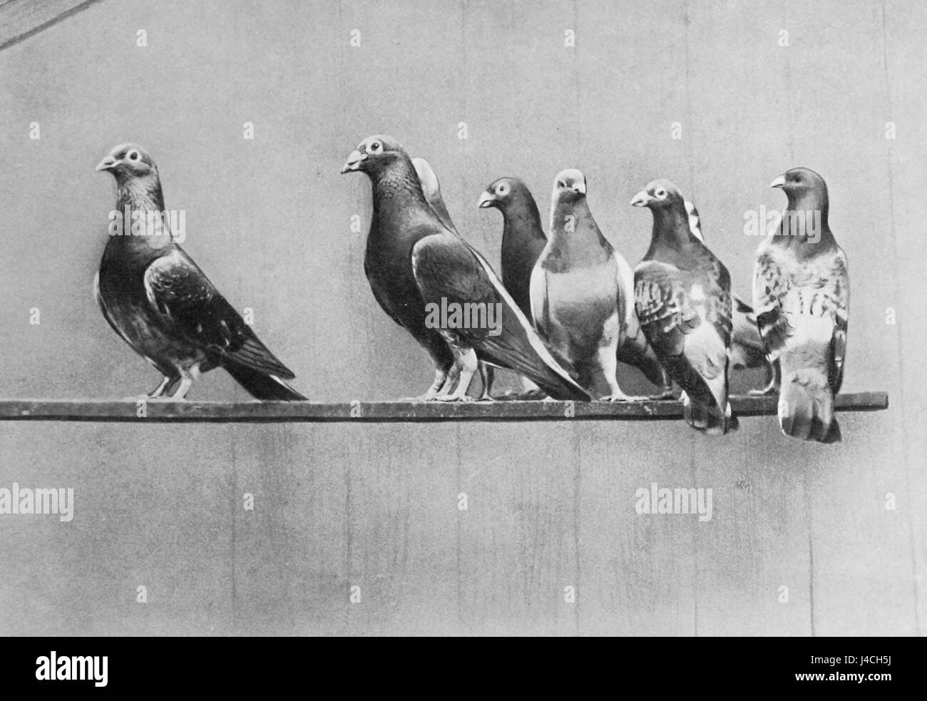 *Pigeons domestiques* désigne les pigeons domestiques, une espèce d'oiseau qui a été élevée et élevée par les humains à diverses fins, y compris la compagnie, la course et la nourriture. Cette espèce est largement distribuée dans le monde entier. Banque D'Images