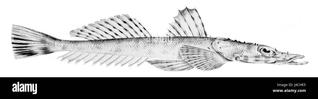 Ratabulus diversidens est une espèce de poisson à nageoires rayonnées de la famille des Dactyloscopidae. On le trouve dans les zones côtières et il est reconnu pour ses caractéristiques distinctives, y compris sa dentition unique, qui le distingue des autres espèces de son genre. Banque D'Images