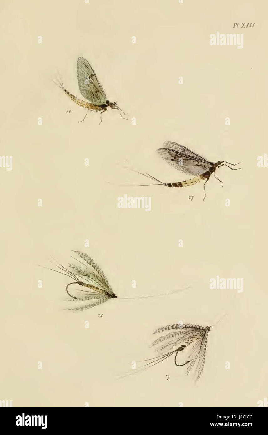 La planche XIII d'une collection représente un Drake vert et gris, une espèce d'oiseau. L'illustration met en évidence les caractéristiques physiques de l'oiseau, mettant l'accent sur sa coloration et son habitat naturel. Banque D'Images