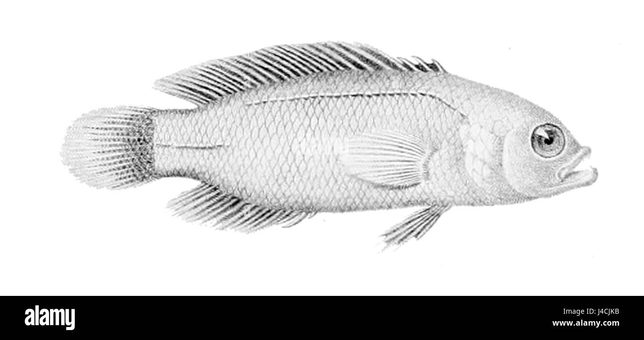Pseudochromis fuscus Banque D'Images
