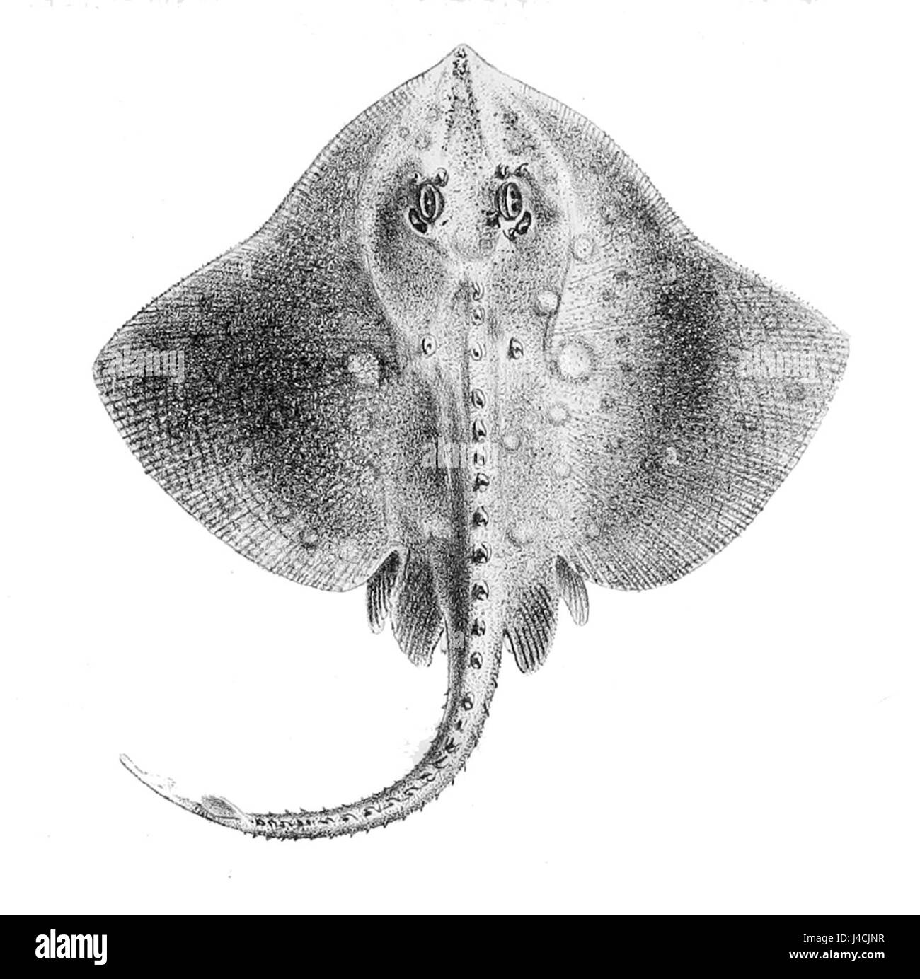 Raja maderensis est une espèce de poisson à nageoires rayonnées que l'on trouve dans l'océan Indien. Cette espèce se caractérise par ses caractéristiques physiques distinctes, y compris un corps profilé et une coloration unique. Raja maderensis fait partie du groupe de poissons à nageoires rayonnées, qui comprend une variété d'espèces connues pour leurs structures nageoires. Cette espèce intéresse les biologistes marins en raison de son rôle écologique et de son habitat dans l’océan Indien. Banque D'Images