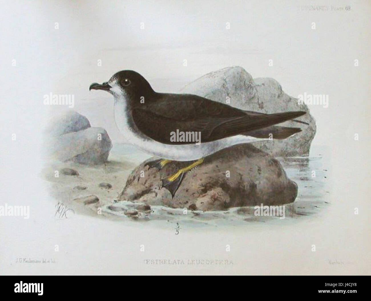 Pterodroma leucoptera, communément connu sous le nom de pétrel à ailes blanches, une espèce d'oiseaux de mer trouvée dans l'océan Austral et connue pour ses motifs distinctifs d'ailes blanches. Banque D'Images