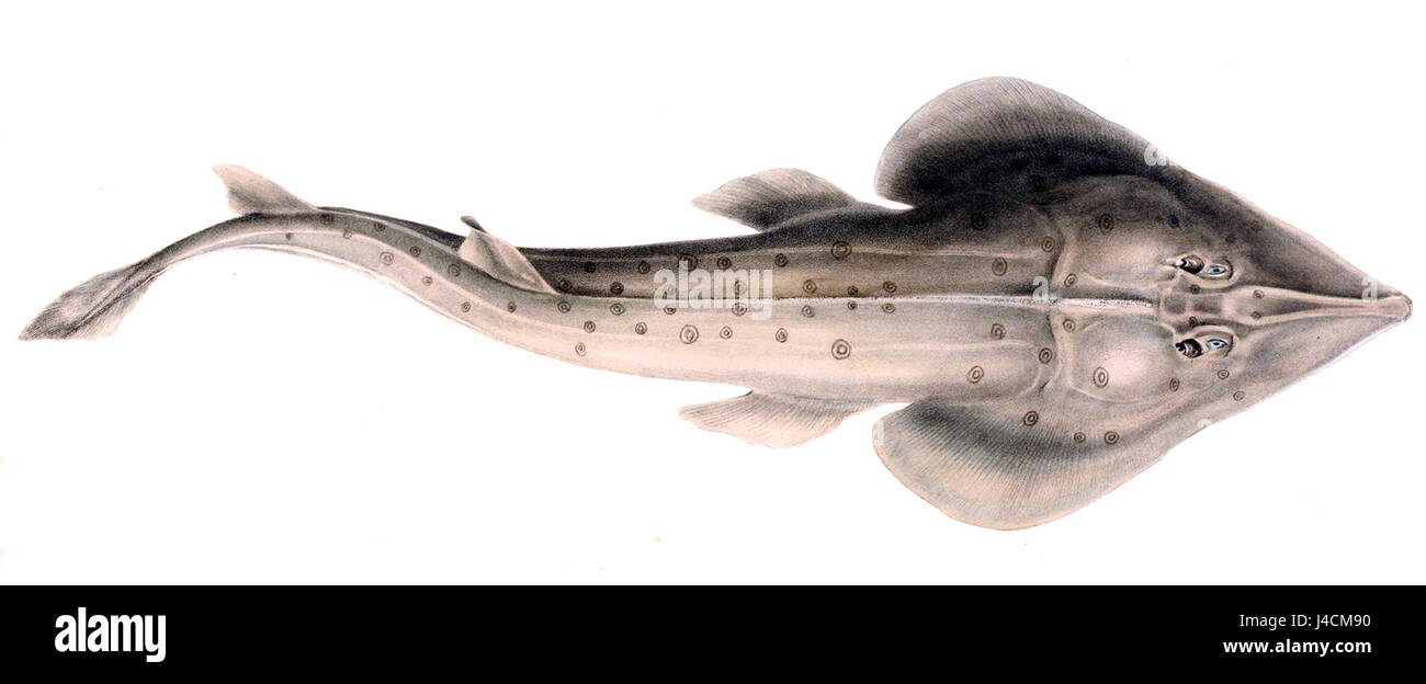 Rhinobatos annulatus Banque D'Images