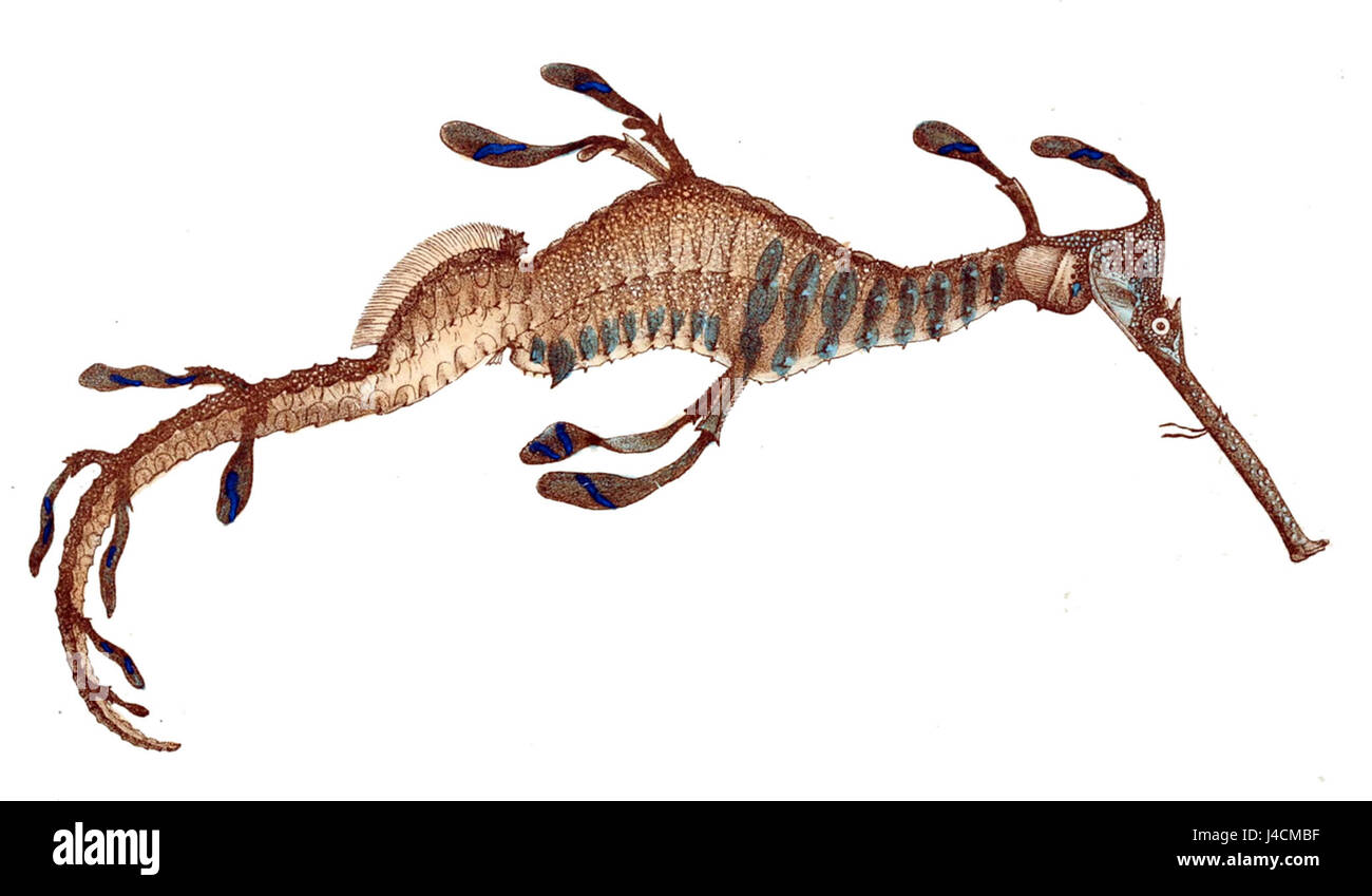 : Phyllopteryx taeniolatus McCoy Banque D'Images