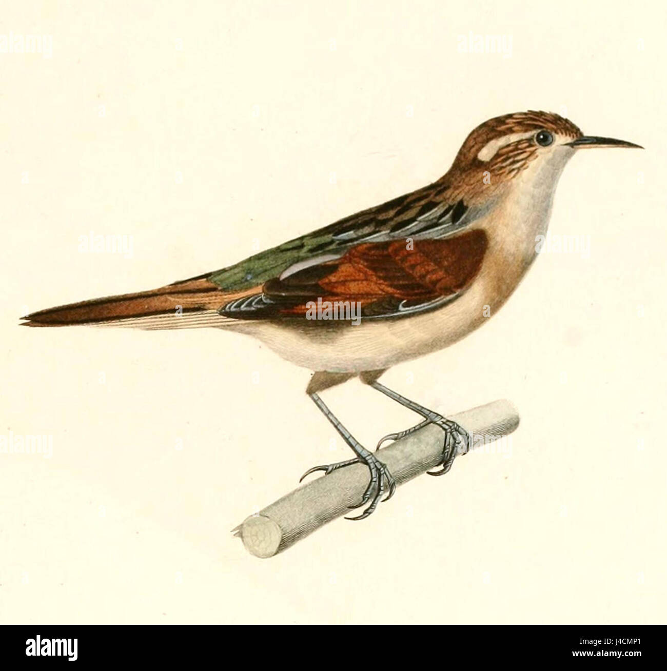 Phleocryptes melanops, également connu sous le nom de finch à couronnes noires, est une espèce d'oiseau décrite en 1847. Cet oiseau se trouve dans certaines parties de l'Afrique et est connu pour sa coloration distincte, qui comprend une couronne noire sur sa tête et un plumage brillant. L’espèce fait partie de la famille des finch et joue un rôle dans la biodiversité de son habitat indigène. Banque D'Images