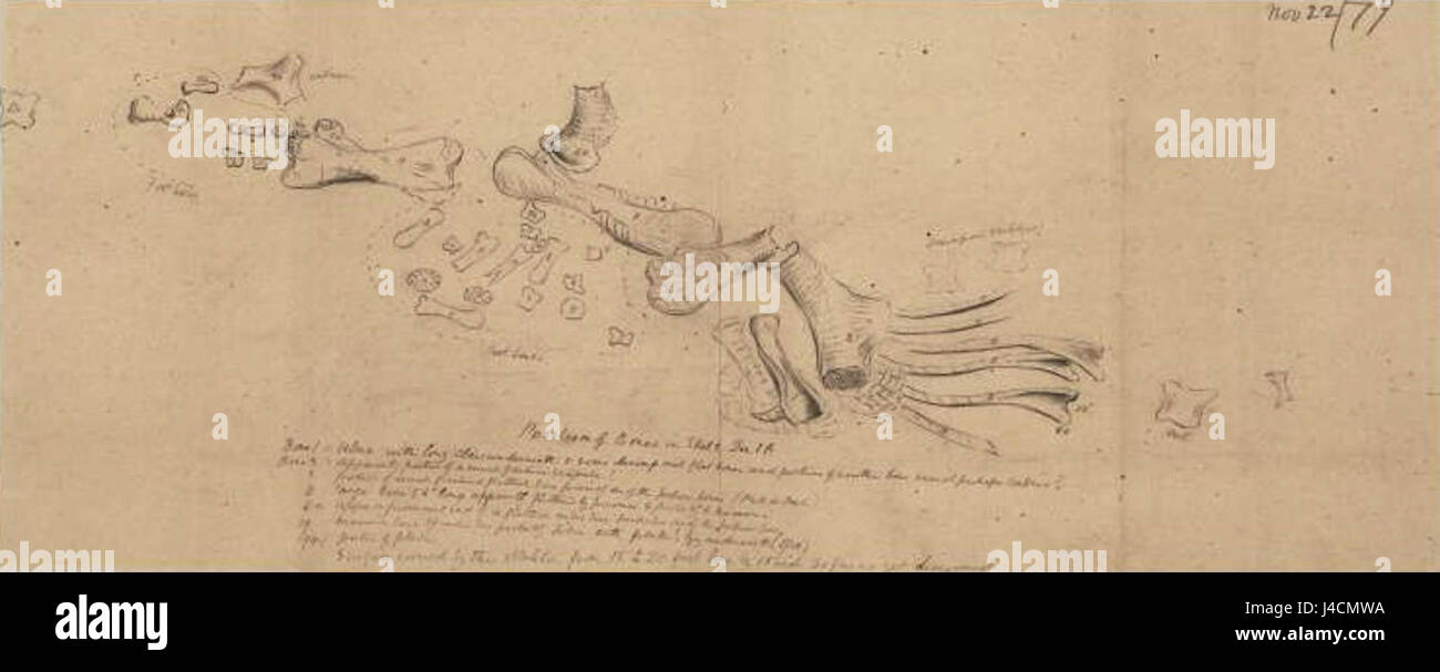 Position de l'os de squelette dessiné par Arthur Lakes Banque D'Images